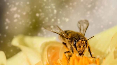 Alergia aos polens