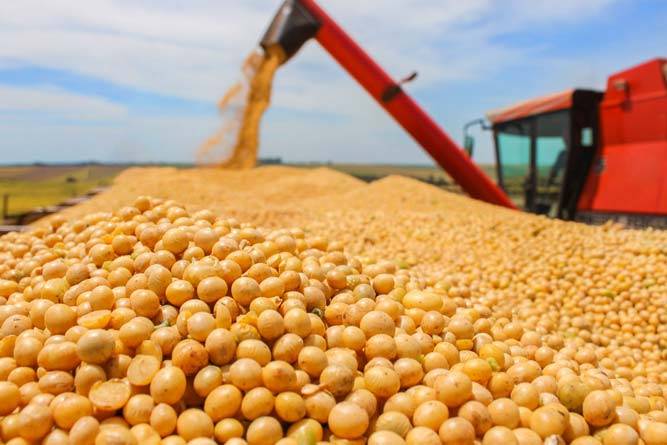 Guerra comercial entre EUA e China favorece Brasil na exportação de soja