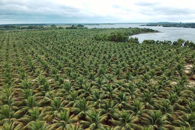 FIT Food Enterprise traz água de coco natural, do Brasil
