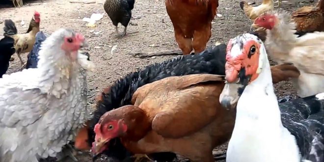 Cuidado: aves domésticas podem transmitir germes de Salmonela, alerta CDC