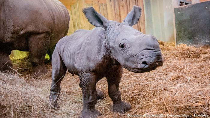 Raro rinoceronte branco nasce no Zoológico de Tampa e é atração para visitantes