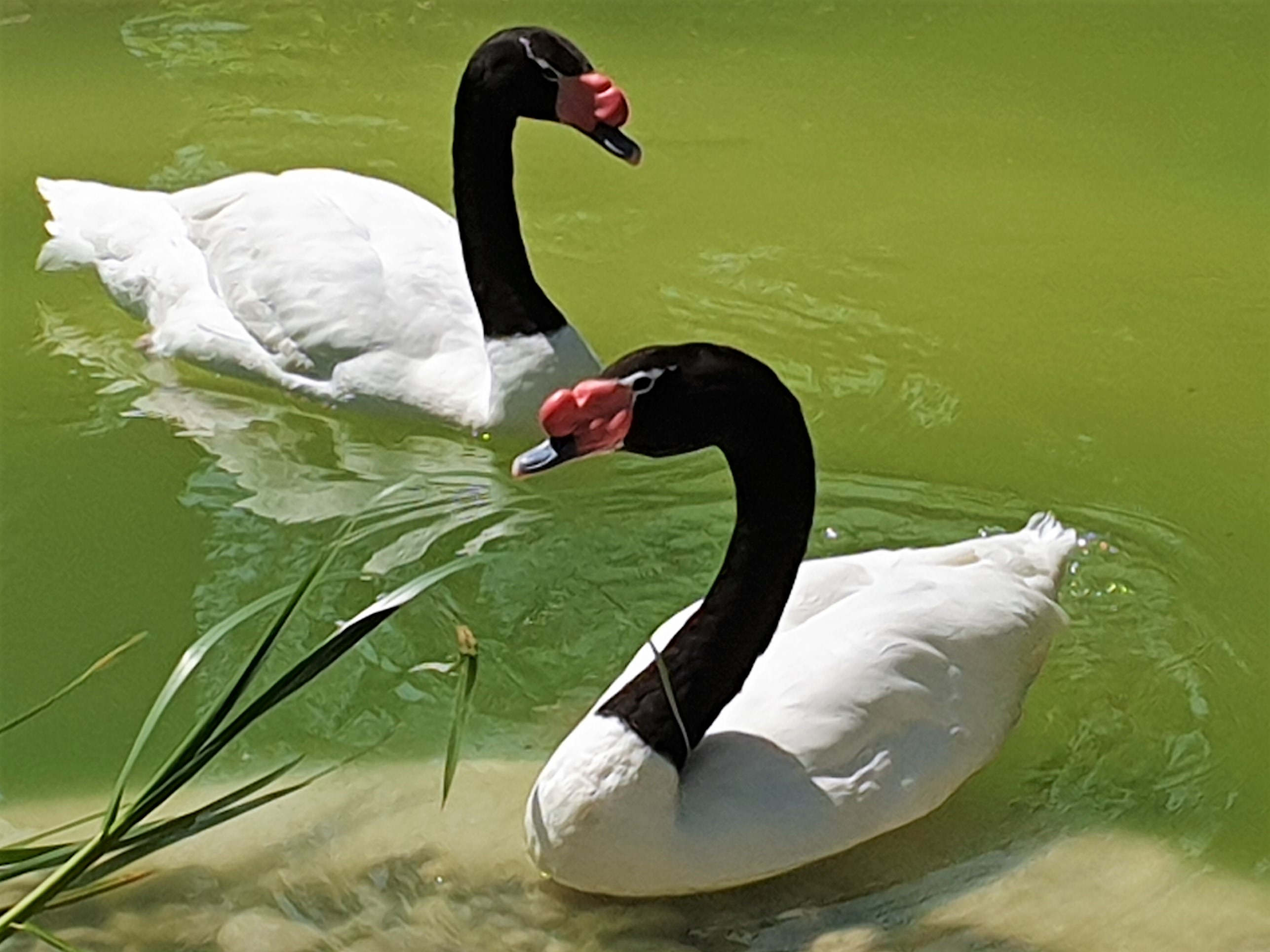 Cisnes bebês, de rara espécie, são atrações do Lake Eola Park em Orlando