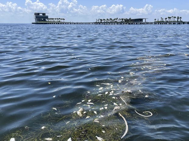 Toneladas de peixes mortos invadem águas de São Petersburgo; algas tóxicas preocupam