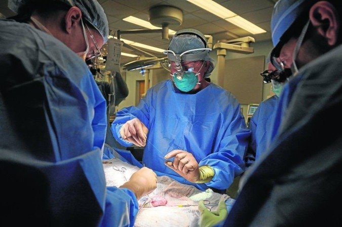 Rim suíno em humanos pode curar pacientes com insuficiência renal, apostam cientistas brasileiros