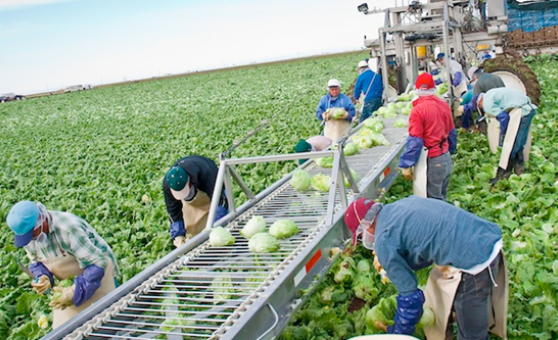Falta de mão de obra na agricultura dos EUA abre frente de trabalho para imigrantes   