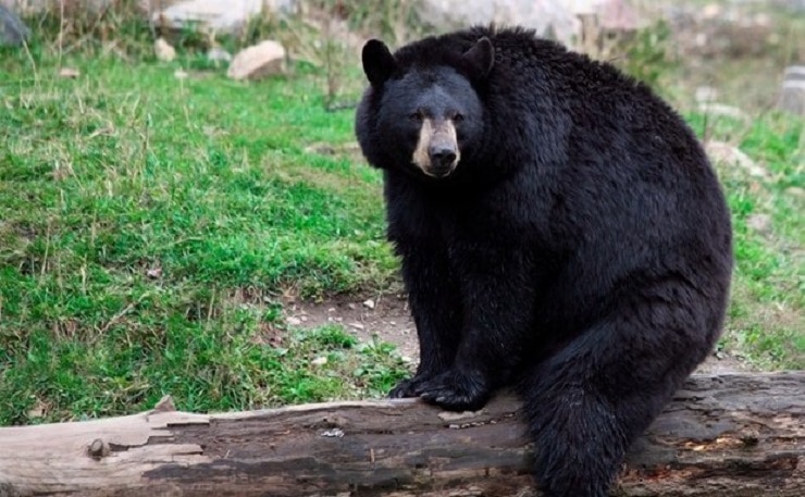 Urso leva pânico a moradores da Califórnia; animal invadiu mais de 30 casas 