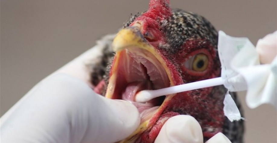 Primeiro caso da gripe aviária registrado nos EUA; paciente está em isolamento