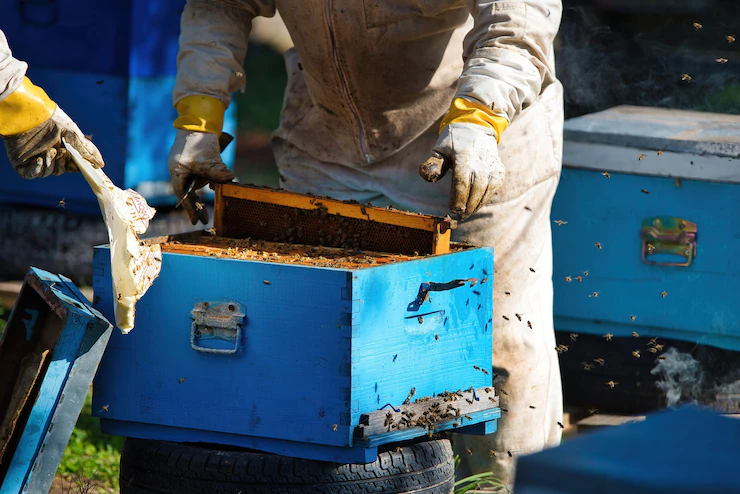 Mel de abelha produzido entre túmulos de cemitério de Nova York atrai compradores