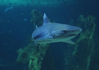 Por que a Flórida mantém o título de capital mundial da mordida de tubarão?