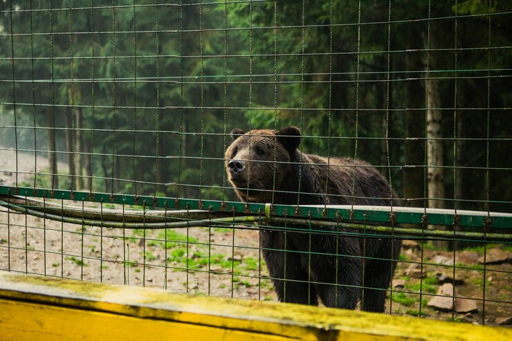 Urso ameaça terceira fuga de zoológico na Flórida; funcionários em alerta