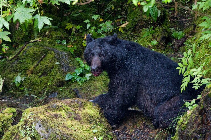 Aumento na aparição de urso negro na Flórida requer atenção de moradores