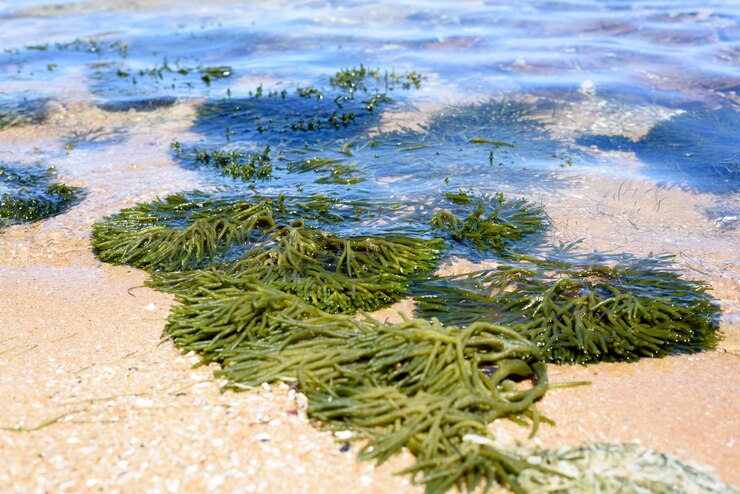 Pesquisadores alertam para algas com bactérias carnívoras em praias da Flórida  