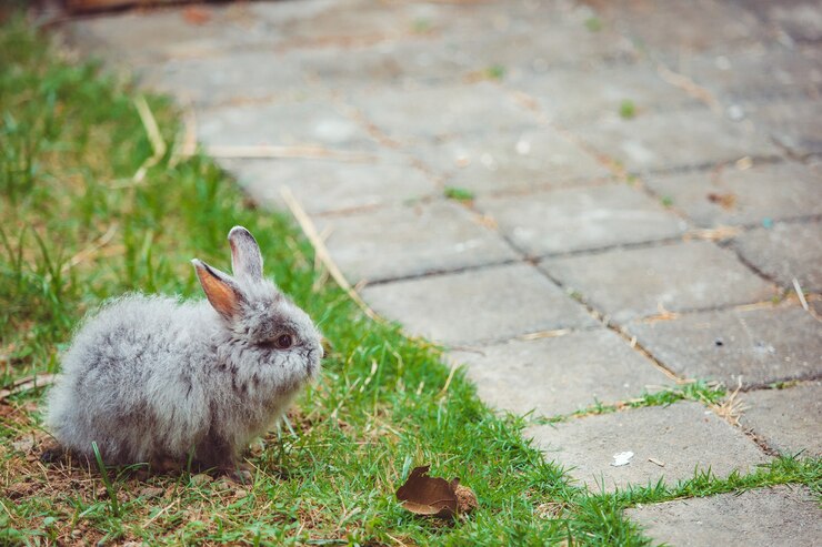 Invasão de coelhos surpreende moradores e deixa autoridades em alerta