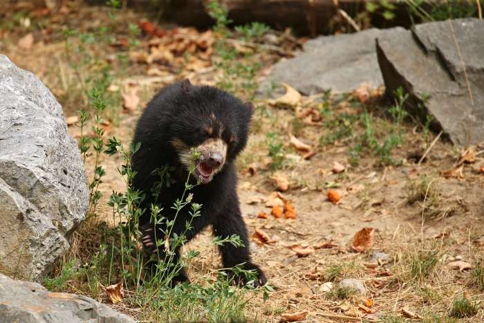 Urso-negro ferido surpreende frequentadores ao ser encontrado em árvore no estacionamento do Florida Mall