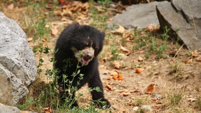 Urso-negro ferido é visto em árvore no estacionamento do Florida Mall