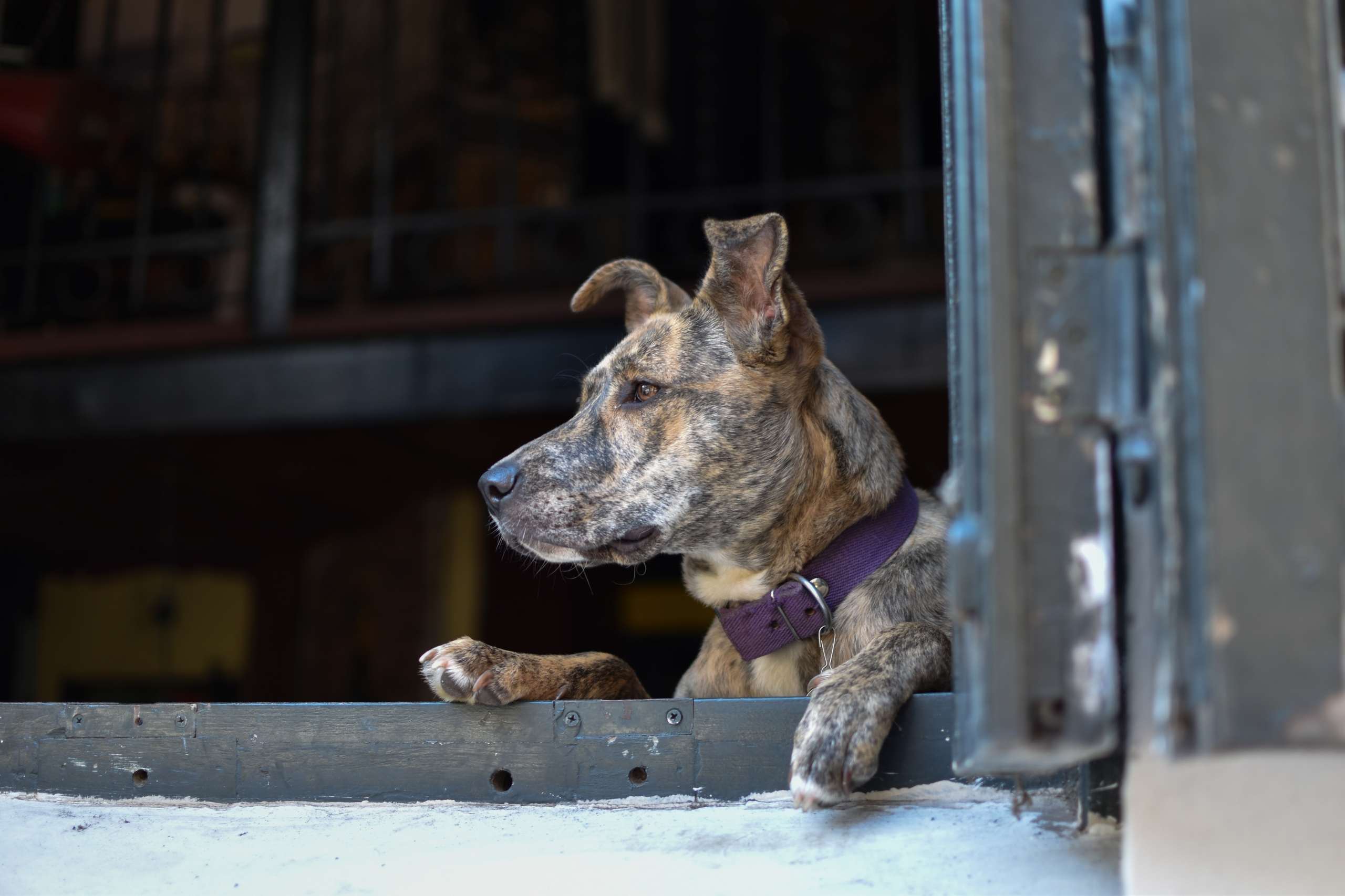 Agora é crime, de 5 anos, abandonar seu cão durante a passagem de furacão