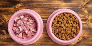 FDA emite recall de rações para cães e gatos por risco de contaminação por salmonela