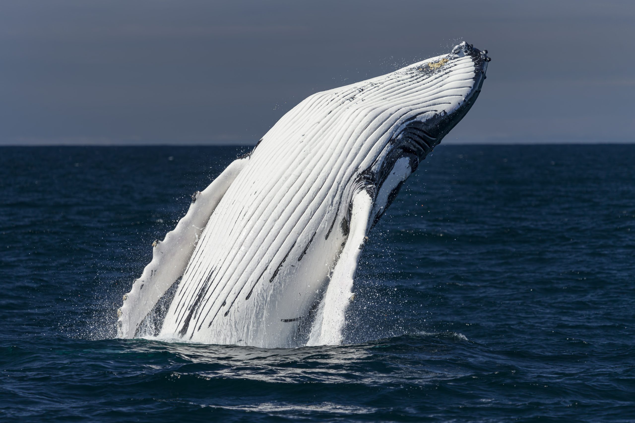 Vida selvagem da costa da Flórida entra em movimento com migração de grandes animais marinhos