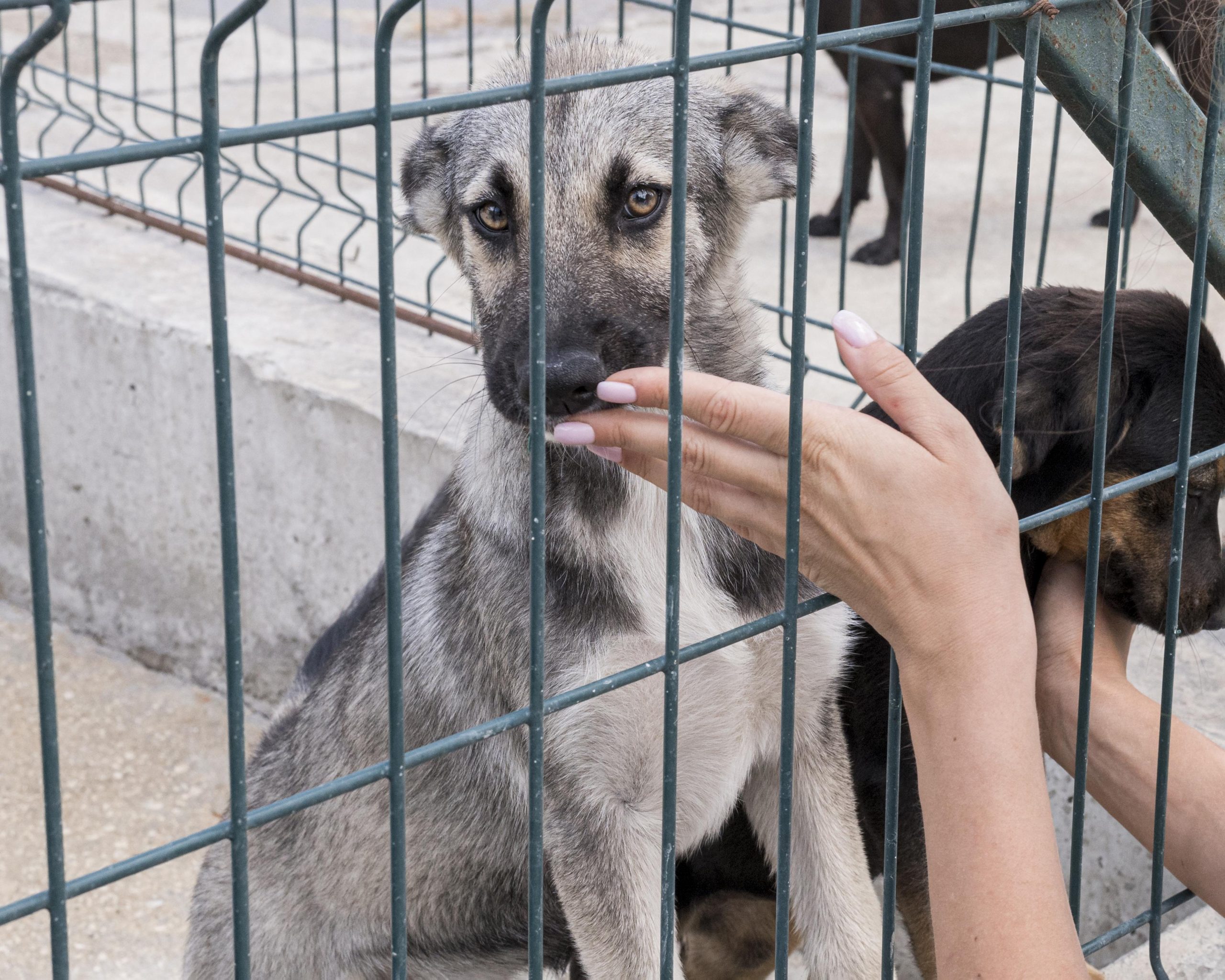 Operações do ICE aumentam abandono de animais e pressionam abrigos nos EUA
