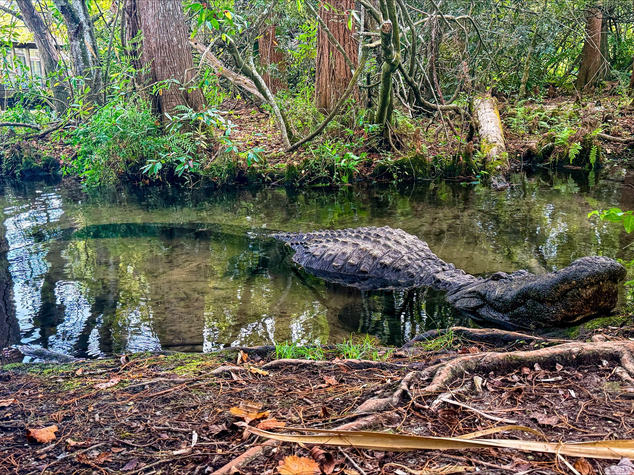 Gatorland perde seu maior e mais famoso jacaré após anos de história