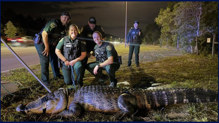 Jacaré gigante aparece perto da International Drive e assusta turistas em Orlando