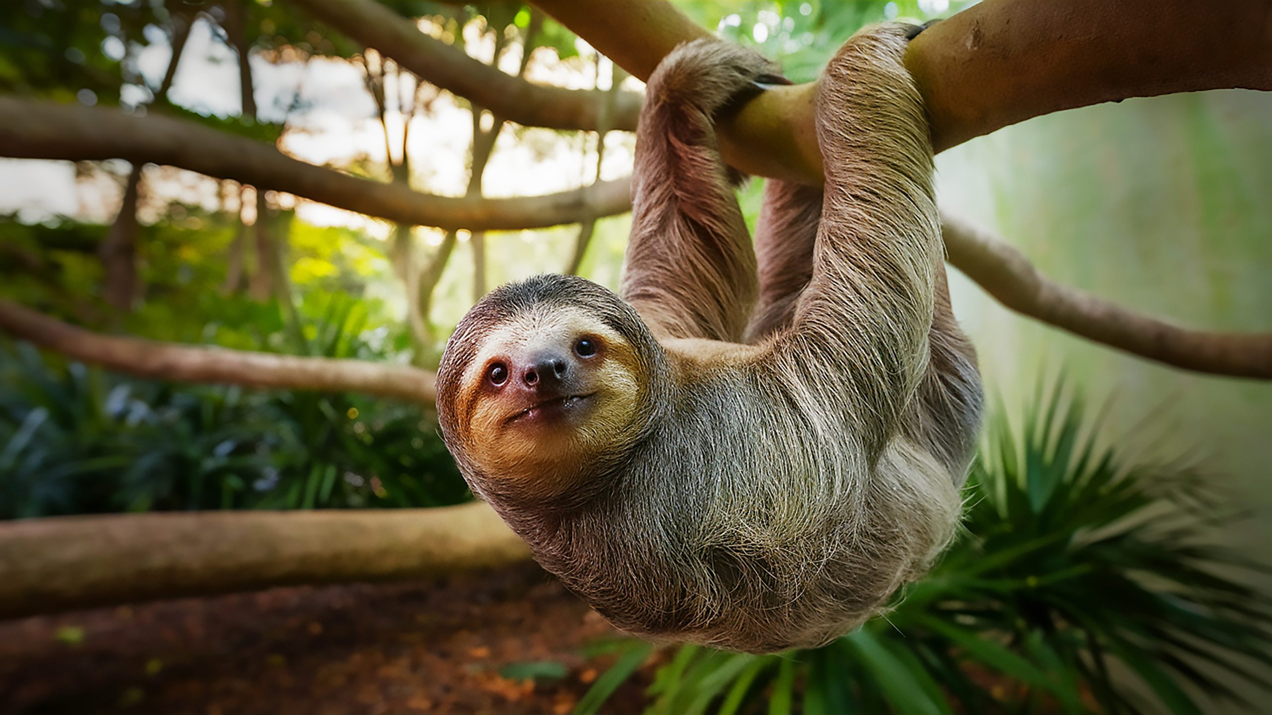 Zoológico na Flórida atualiza estado de preguiças resgatadas após escândalo em Orlando