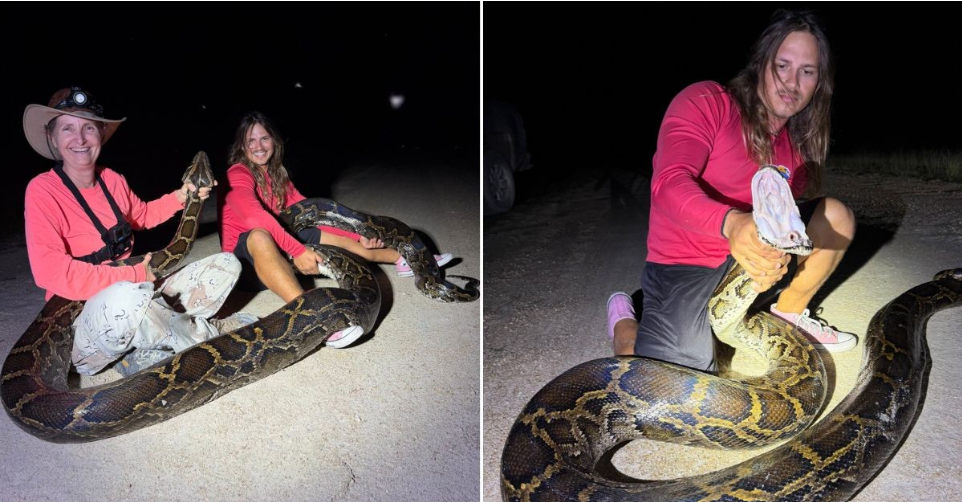 Cobra gigante de 5,5 metros é capturada na Flórida e viraliza nas redes
