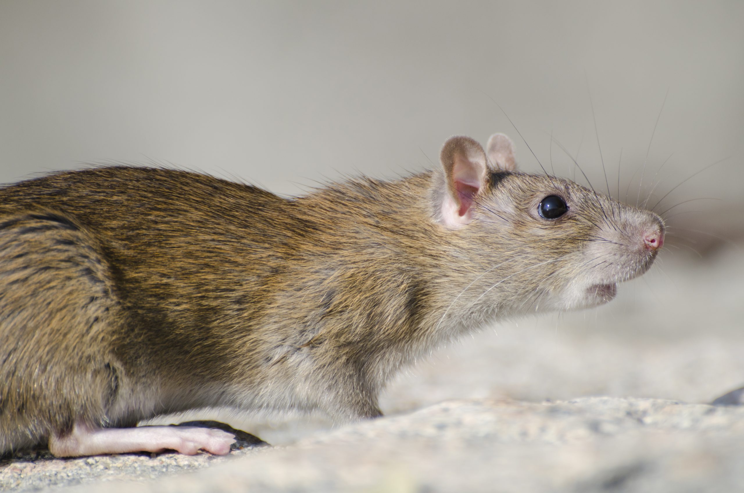 Casa infestada de ratos
