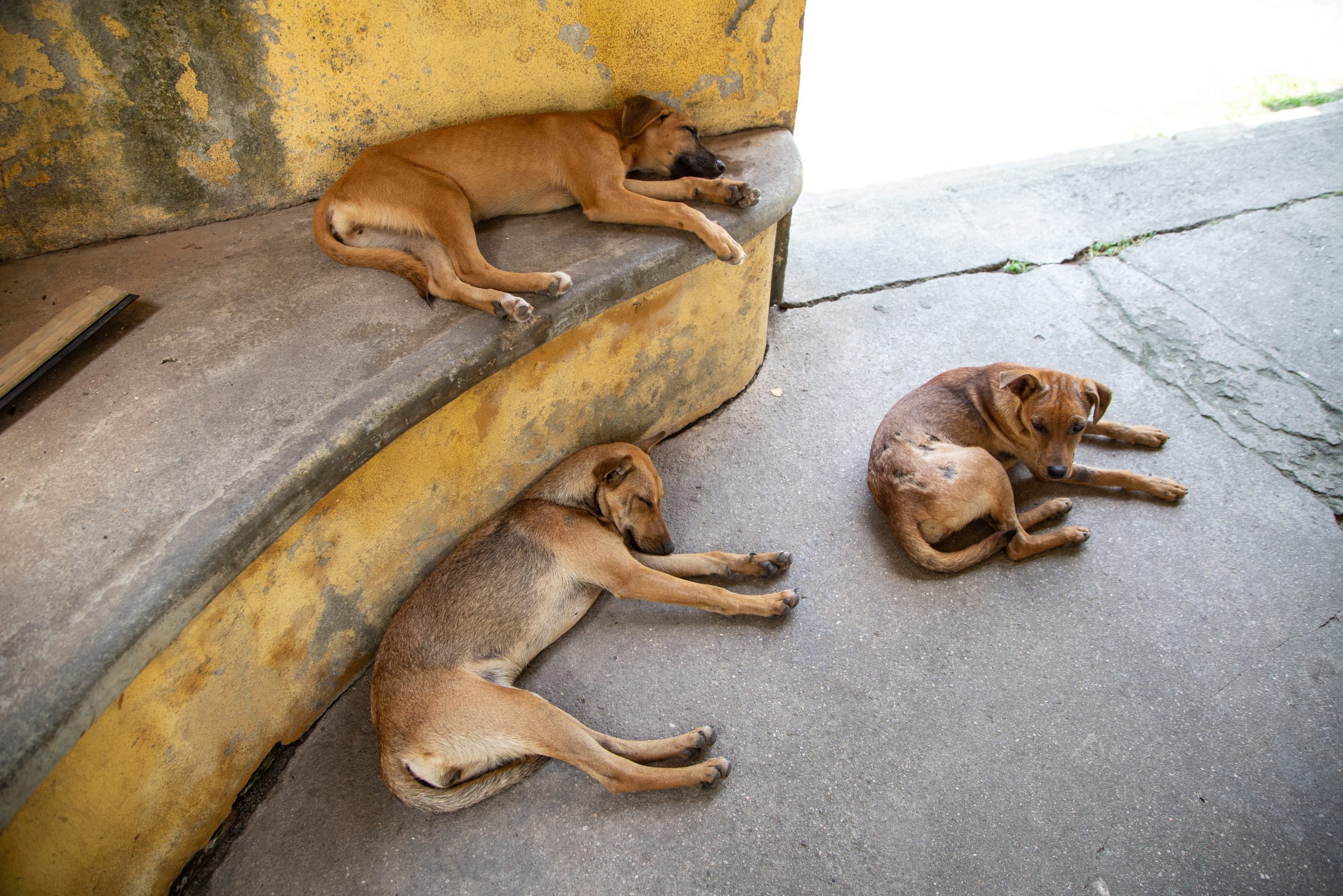 Operação resgata 48 cães de condições extremas em casa na Flórida