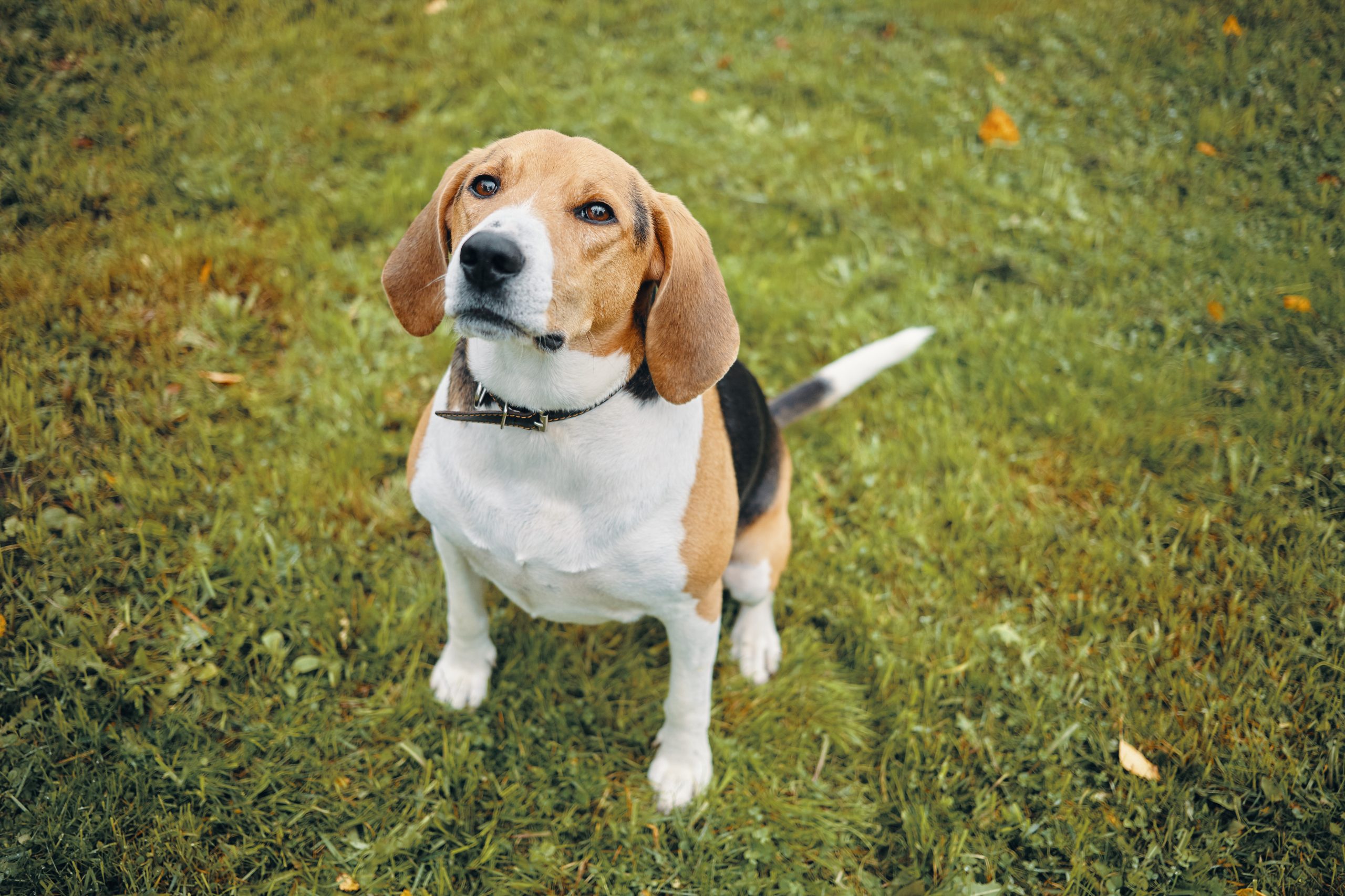 Flórida lidera missão para dar novos lares a mil beagles resgatados