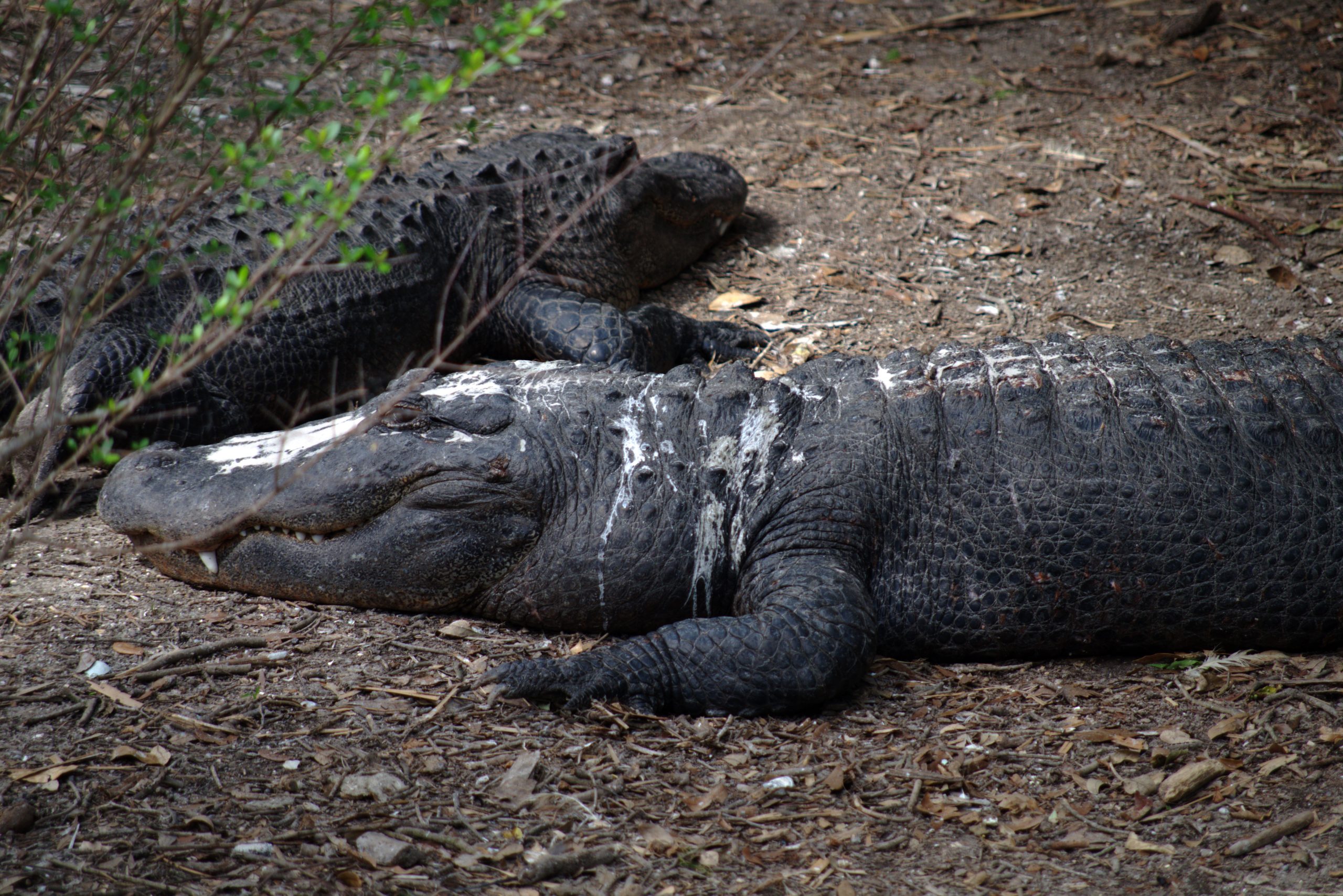 Mulher morre após ataque de jacaré em rio da Flórida e dois jacarés gigantes são abatidos