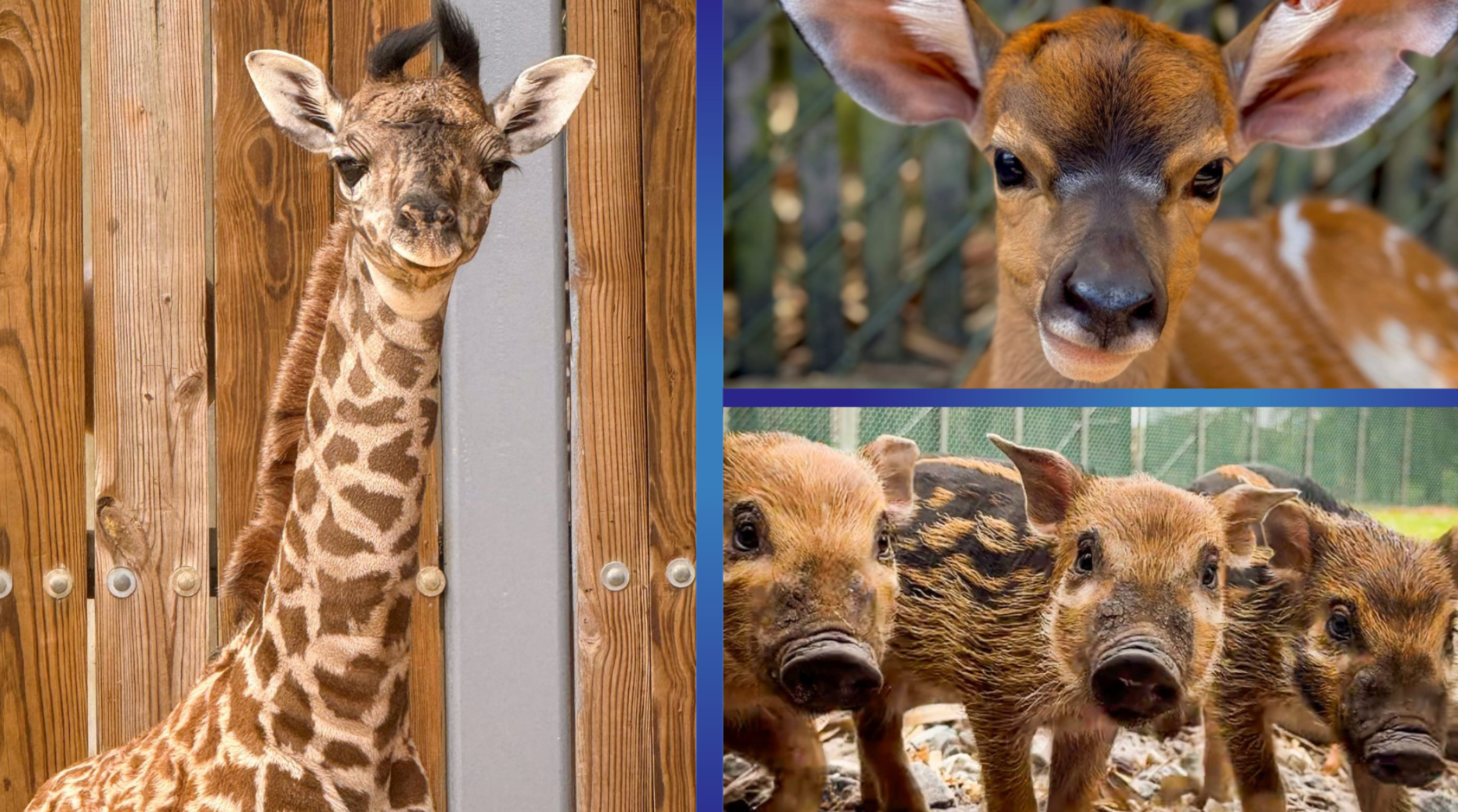 Girafa ameaçada de extinção, leitões e uma bezerra rara: Disney World vive boom de novos filhotes em Orlando