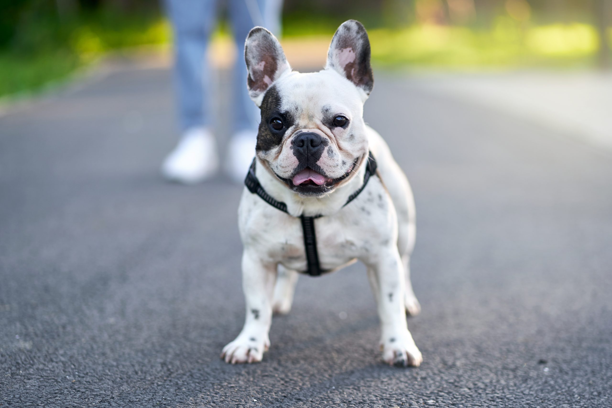 Veja qual raça de cachorro é a mais popular entre os tutores da Flórida