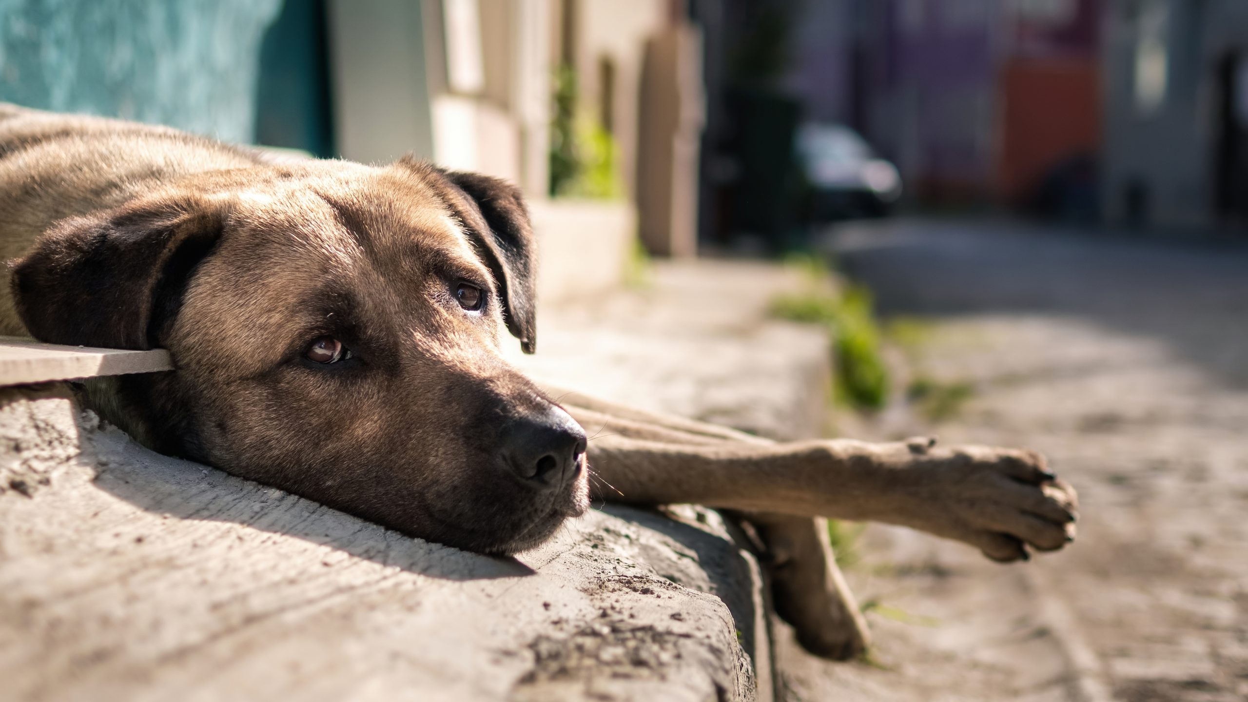 Golpistas usam fotos falsas de ataque de cachorro para extorquir moradores da Flórida