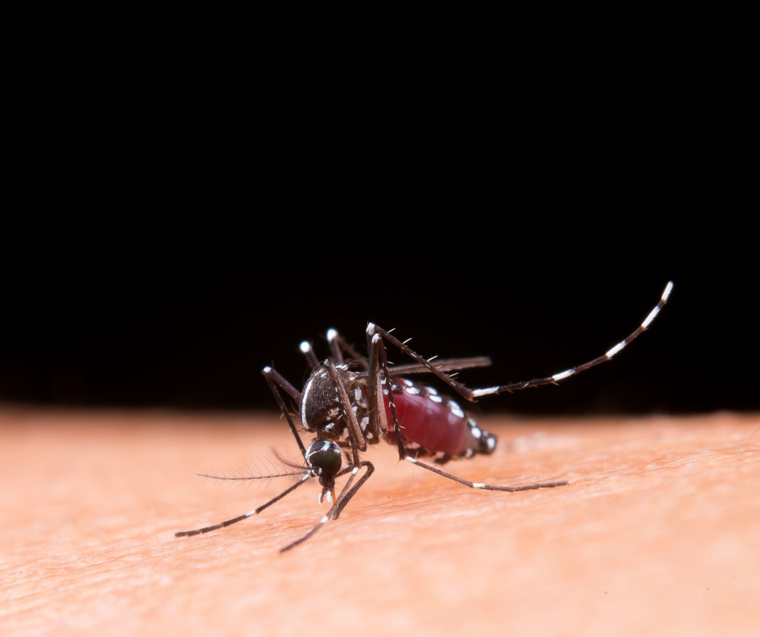 Alerta na Flórida: dengue já soma mais de 150 casos locais e provoca primeira morte